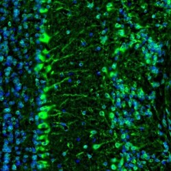 LRPAP Antibody, Novus Biologicals 0.1mL; Unlabeled:Antibodies, Polyclonal