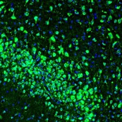LRPAP Antibody, Novus Biologicals 0.1mL; Unlabeled:Antibodies, Polyclonal