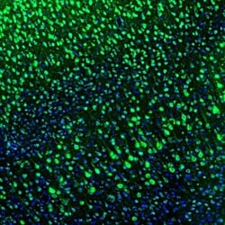 LRPAP Antibody, Novus Biologicals 0.1mL; Unlabeled:Antibodies, Polyclonal