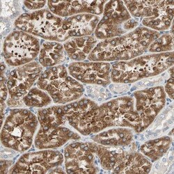 LRPAP Antibody, Novus Biologicals 0.1mL; Unlabeled:Antibodies, Polyclonal