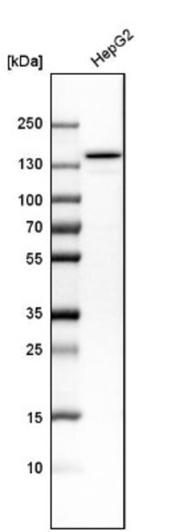 LRPPRC Antibody, Novus Biologicals 25 &mu;L; Unlabeled:Antibodies, Polyclonal