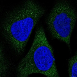 LRRC35 Antibody, Novus Biologicals 0.1mL; Unlabeled:Antibodies, Polyclonal