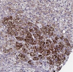 LRRC38 Antibody, Novus Biologicals:Antibodies:Primary Antibodies