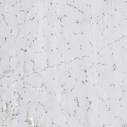 LRRC45 Antibody, Novus Biologicals 25 &mu;L | Buy Online | Novus Biologicals | Fisher Scientific