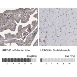 LRRC45 Antibody, Novus Biologicals:Antibodies:Primary Antibodies