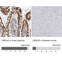 LRRC45 Antibody, Novus Biologicals 25 &mu;L | Buy Online | Novus Biologicals | Fisher Scientific