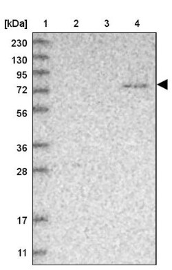LRRC45 Antibody, Novus Biologicals:Antibodies:Primary Antibodies