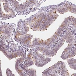 LRRC48 Antibody, Novus Biologicals:Antibodies:Primary Antibodies