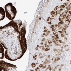LRRC59 Antibody, Novus Biologicals 0.1mL; Unlabeled:Antibodies, Polyclonal