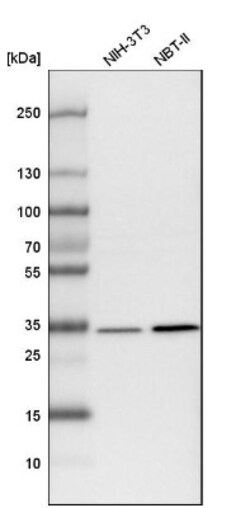 LRRC59 Antibody, Novus Biologicals:Antibodies:Primary Antibodies