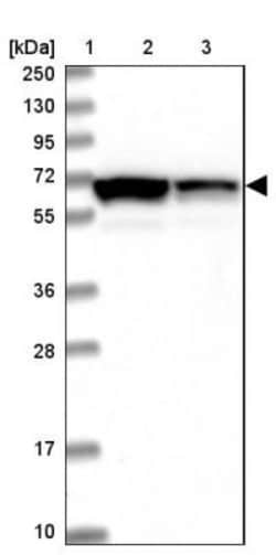 LRRC63 Antibody, Novus Biologicals 0.1mL; Unlabeled:Antibodies, Polyclonal