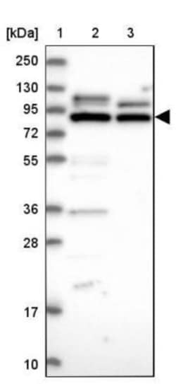 LRRC68 Antibody, Novus Biologicals 25 &mu;L | Buy Online | Novus Biologicals | Fisher Scientific