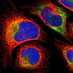 LRRN1/NLRR-1 Antibody, Novus Biologicals 0.1mL; Unlabeled:Antibodies, Polyclonal