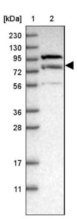 LRSAM1 Antibody, Novus Biologicals 0.1mL; Unlabeled:Antibodies, Polyclonal