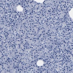 LSECtin/CLEC4G Antibody, Novus Biologicals 25 &mu;L; Unlabeled:Antibodies,