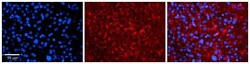 LSM14A Antibody, Novus Biologicals:Antibodies:Primary Antibodies
