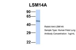 LSM14A Antibody, Novus Biologicals:Antibodies:Primary Antibodies