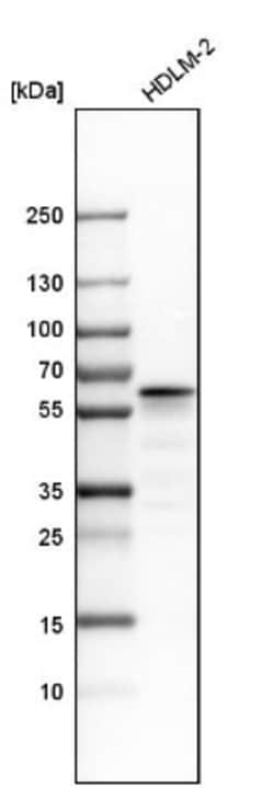 RAB32 Antibody, Novus Biologicals:Antibodies:Primary Antibodies