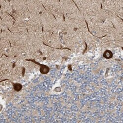 LUZP1 Antibody, Novus Biologicals 25 &mu;L; Unlabeled:Antibodies, Polyclonal