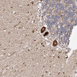 LUZP1 Antibody, Novus Biologicals:Antibodies:Primary Antibodies