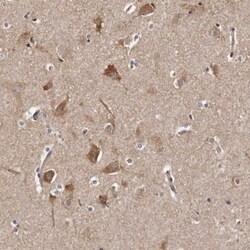 LUZP1 Antibody, Novus Biologicals:Antibodies:Primary Antibodies