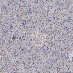 LUZP1 Antibody, Novus Biologicals:Antibodies:Primary Antibodies