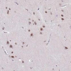 LUZP2 Antibody, Novus Biologicals:Antibodies:Primary Antibodies