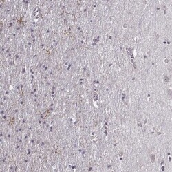 LUZP2 Antibody, Novus Biologicals:Antibodies:Primary Antibodies