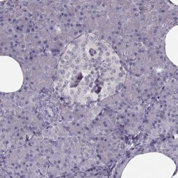 LUZP2 Antibody, Novus Biologicals:Antibodies:Primary Antibodies