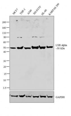 LXR alpha/NR1H3 Antibody, Novus Biologicals 50 &mu;g, Unconjugated:Antibodies,