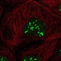 MTO1 Antibody, Novus Biologicals:Antibodies:Primary Antibodies