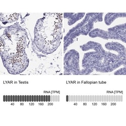 MTO1 Antibody, Novus Biologicals:Antibodies:Primary Antibodies
