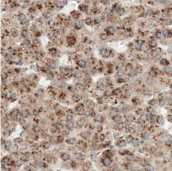 LYRIC Antibody (CL0401), Novus Biologicals:Antibodies:Primary Antibodies