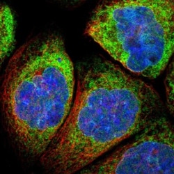 LYRIC Antibody, Novus Biologicals:Antibodies:Primary Antibodies