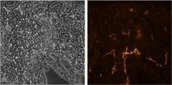 LYVE-1 Antibody (ALY7) - BSA Free, Novus Biologicals 0.1mg; Unlabeled:Antibodies,