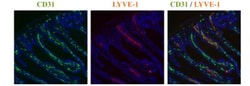 LYVE-1 Antibody, Novus Biologicals:Antibodies:Primary Antibodies