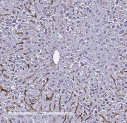 LYVE-1 Antibody, Novus Biologicals:Antibodies:Primary Antibodies