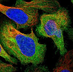 LZTS2 Antibody, Novus Biologicals:Antibodies:Primary Antibodies
