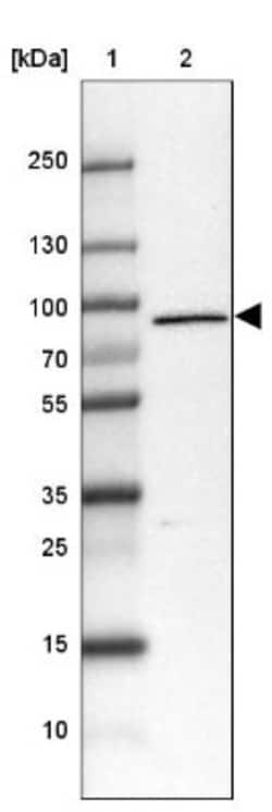 LZTS2 Antibody, Novus Biologicals:Antibodies:Primary Antibodies