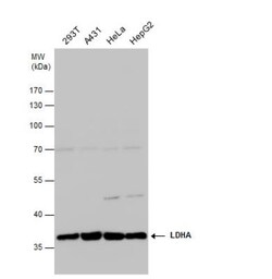 Lactate Dehydrogenase A/LDHA Antibody, Novus Biologicals 0.1 mL | Buy Online | Novus Biologicals | Fisher Scientific
