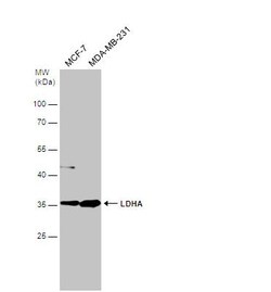 Lactate Dehydrogenase A/LDHA Antibody, Novus Biologicals 0.1 mL | Buy Online | Novus Biologicals | Fisher Scientific