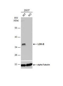 Lactate Dehydrogenase B Antibody, Novus Biologicals 0.1mL; Unlabeled:Antibodies,