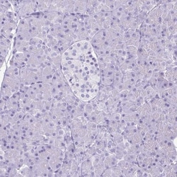 Lactoferrin Antibody, Novus Biologicals:Antibodies:Primary Antibodies