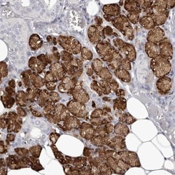 Apolipoprotein A-IV/ApoA4 Antibody, Novus Biologicals:Antibodies:Primary
