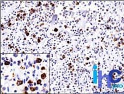 Lambda Light Chain Antibody (ICO-106), Novus Biologicals 0.2 mg | Buy Online | Novus Biologicals | Fisher Scientific
