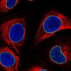 Lamin B1 Antibody (CL3929), Novus Biologicals:Antibodies:Primary Antibodies