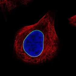 Lamin B1 Antibody (CL3929), Novus Biologicals:Antibodies:Primary Antibodies