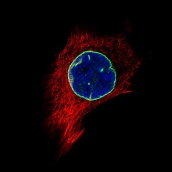 Lamin B1 Antibody (CL3929), Novus Biologicals:Antibodies:Primary Antibodies