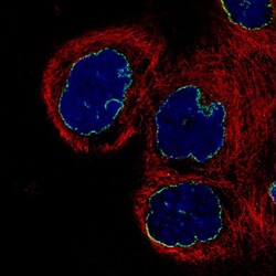 Lamin B1 Antibody (CL3929), Novus Biologicals:Antibodies:Primary Antibodies