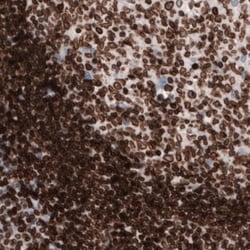 Lamin B1 Antibody (CL3929), Novus Biologicals:Antibodies:Primary Antibodies
